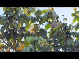 Growing Ice Cream Bean (Inga), Jamun & Giant Timber Bamboo as Protector Plants