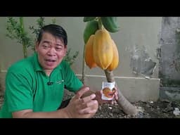 SIKRETO SA PAGPAPABUNGA NG PAPAYA AT PARA MAGING MATAMIS #gardening #farmer #farming #fruit