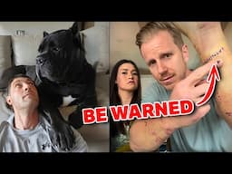 Bringing a Cane Corso Into Your Home SERIOUS Advice