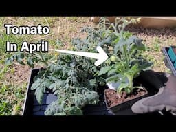 Gardening Update For Mid April - Tomatoes in April!