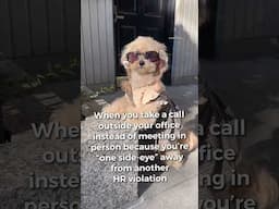 When you’re one side-eye away from another HR violation #noodlesthepooch #workhumor #funny