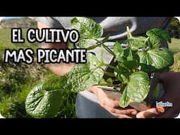 Guia De Cultivo Del Wasabi - Cuidados Y Necesidades Para Plantar En Casa || La Huertina De Toni