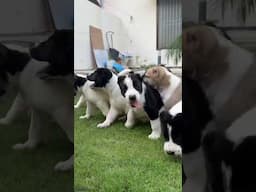 Alabai puppy 40 days @UnleashD 97184 20421