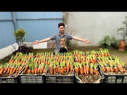 I Wish I Knew This Carrot Growing Trick Earlier – No Soil, No Garden, Lots of Tubers!