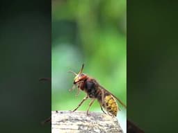 Hornet and honeybees