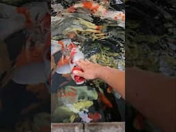 Petting koi fish