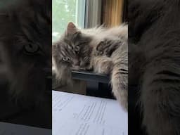 Window time
