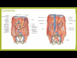The posterior abdominal region