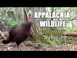 Appalachia Wildlife Video 25-20 of AS THE RIDGE TURNS in the Foothills of the Great Smoky Mountains