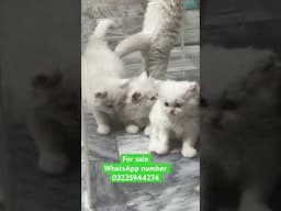 Persian kitten for sale in best price