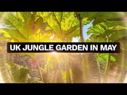 Jungle Garden May Update - Gunnera, Tree Fern & Musa Basjoo Growing Tips