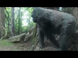 Western lowland gorilla troop in "Congo Forest" at the Bronx Zoo