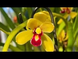 xích long, khoa mai, tiên sơn, trí nụ, xanh huế...nhạn 4n đẹp, đau châu thái rừng các loại