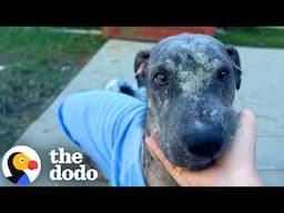 Mangy Puppy Who Was Too Scared To Walk On Floors Opens Up | The Dodo