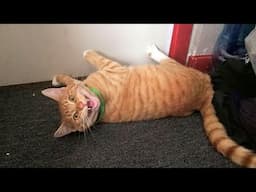 When Your Cat Is Actually Feeling "Guilty" 😂 Funny Cat Videos 2025