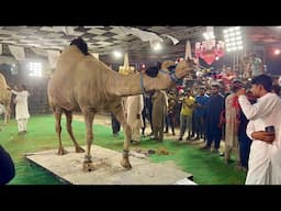 Camel out of Control in Heavyweight Competition 2025 Faislabad ll Qurbani 2025 ll Camel Mandi 2025