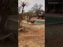 Anyone for a swim? Full video on channel