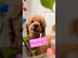 🤣 We are here to make you laugh 🤗 Friday Funny with Pharaby 💜