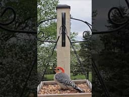 Bird Watching In Maryland #birds #birdlover #birdsounds #birds