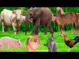 Cute Farm Animals: Cat, Sheep, Pig, Duck, Cow, Dog, Horse, Rabbit, Chicken – Animal Sounds