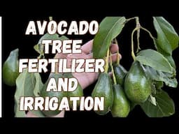 Backyard Avocado Tree Growing, Fertilizer and Irrigation Practices
