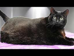 I Tried Grooming a 31lb (14kg) Cat Named Slim Shady...He Was NOT Having It