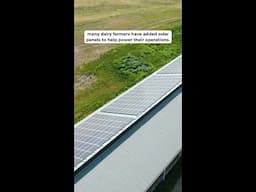 Solar Power on Dairy Farms | #RenewableEnergy #Solar
