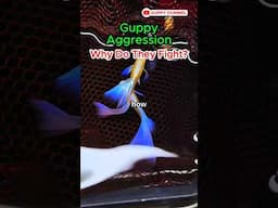 Guppy Fish Care - Guppy Aggression : Why Do They Fight ? #fishtank #aquarium #guppyfishtank