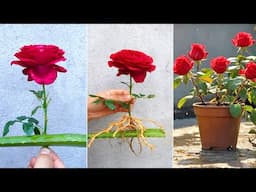 Unique way to propagate rose! Simple effective goal from aloe vera