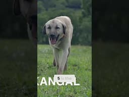 Top 7 Fearless Dog Breeds  The Ultimate Protectors