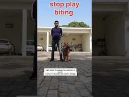Dog playbiting & nipping issue 🐶
