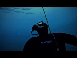 #buceo #diving #tuna
