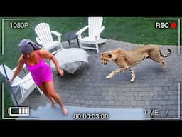 Most Incredible Moments Of Animals Invading Towns Caught On Camera
