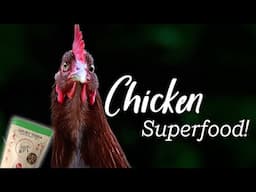 Superfood for Your Poultry!