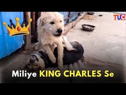 Miliye KING CHARLES se | The Most Dominating Dog
