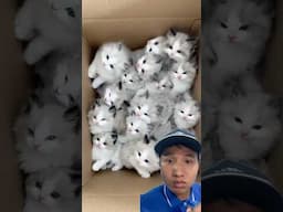 Take one! Cat Viral ! My Reaction to This Amazing Clip! Part 1