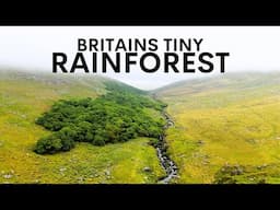Britain's Tiny Rainforest Hidden On A Hillside
