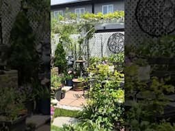 Come see our tiny backyard garden #garden #gardenplants #mybackyardgarden #gardening #shorts