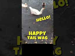 A Honking Good Time is the park with Mr Goose