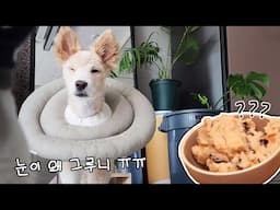 타라모 사라다와 애꾸가 돼 버린 개린이ㅠㅡㅜ