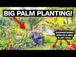 Planting a Giant Jubaea Palm & New Plants at Mark's Crazy Tiki Garden