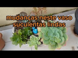 REPLANTANDO SUCULENTAS EM.VASO DE CIMENTO GRANDE