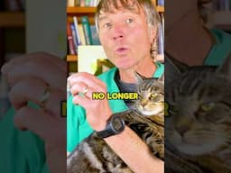 #cat #diabetes #cats #diabetesremedy #Pep2dia #pethealth #catcare#vetsecrets