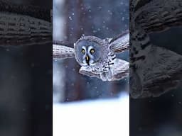 The Magnificent Great Grey Owl ❤️ #greatgreyowl #sonyalpha