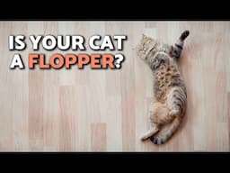 Does Your Cat FLOP DOWN When They See You? 🙀 Why Cats Lie Down in Front of Us