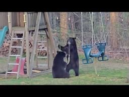 CAUGHT ON CAMERA: Playground no longer kid-friendly as three bears show up