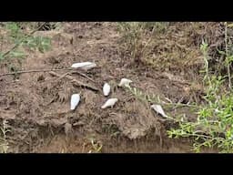 Cockatoos like geology