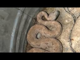First rattlesnake of the season