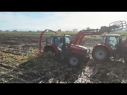 Getting The Down Maize Chopped