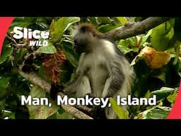 Zanzibar: The Red Colobus Dilemma | SLICE WILD | FULL DOC